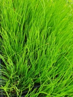 Szczypiorek Ogrodowy ładna sadzonka - rozsada