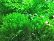 Fissidens sp. Vietnam 15 gałązek od fibell