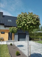 Klon Katalpa Brzoza Wierzba Wiśnia Akacja Miłorząb