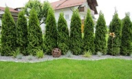 Tuja Szmaragd, Żywotnik, 3-letni, wys. 50 cm