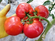 Pomidor Blue Ride Mountain malinówka z USA nasiona kolekcjonerskie