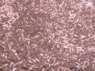 3 Hodowle Skoczogonków Folsomia candida 250 ml | Bioaktywne Terrarium