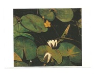 Pocztówka - Pieter Meiners, Lilie wodne ...