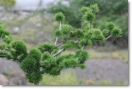 Larix decidua 'Krejci' - piękny !!!