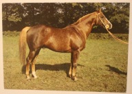 MOSZNA. Państwowa Stadnina Koni. Ogier CZERKIES ( Erotyk - Czeremcha )