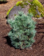 PRZEPIĘKNA Sosna biała 'Loma Linda' Pinus strobiformis