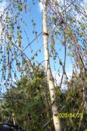 Brzoza youngi XXL pendula wiąz buk lipa jarzębina inna