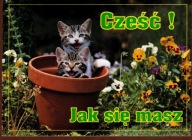 Kot kotek koty rasa harce kot w życiu człowieka pocztówka