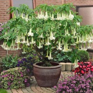Brugmansja (Brugmansia) biała doniczka 9x9x14cm