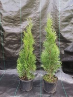 Tuja thuja szmaragd PIĘKNA SADZONKA DONICZKA 2-3 L