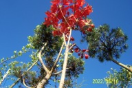 Azalia szczepiona barwna pienna czerwona inna