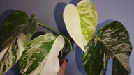 Monstera borsigiana variegata