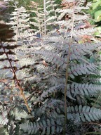 Paproć Ogrodowa Wietlica japońska Red Beauty sadzonka 2L