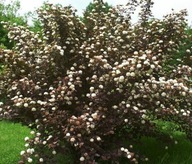 PĘCHERZNICA KALINO LISTNEJ DIABOLO SZTOBRY ZRZEZY ŻYWOPŁOT MIODODAJNA