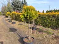 Cyprysik cięty w kulę na pniu nr 5