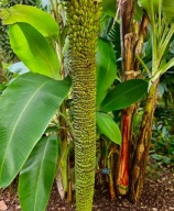 Bananowiec Musa chiliocarpa - Kolekcjonerski - DUŻE ROCZNE SADZONKI