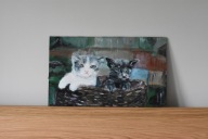 Obraz od profesor Ewy Głowackiej 50x30cm dla Fundacja KOT