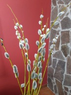 Wierzba dzięgielowska pyłkodajna SZTOBRY 10 SZTUK PLANTACJE BAZI ule