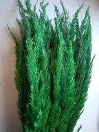 Trawa leśna naturalna zboże kłosy susz krajowy kolory zielona na palmy