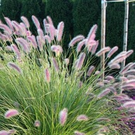 Piórkówka japońska 'Magic' Pennisetum