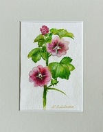 malwa botanika kwiaty martwa natura akwarela na papierze