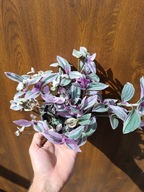 trzykrotka albiflora sweetness M