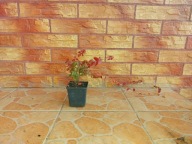 Trzmielina 'Emerald Gold' (Euonymus fortunei 'Emerald Gold')