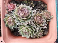 Rojnik 149 FLIP FLOP