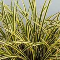 Carex Vanilla Ice, turzyca, zimozielona sadz. 1l