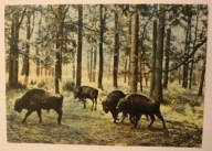 KSIĄŻ. Rezerwat żubrów. Bisons Reservation