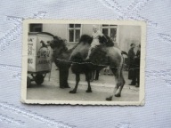 CYRK ARENA WIELBŁĄD - STARA PIECZĄTKA FOTO HELIOS USTKA Ul. Stalina