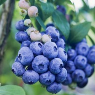 Borówka amerykańska CHANTICLEER. Wczesna odmiana. NAJWCZEŚNIEJSZA