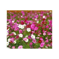 ONĘTEK KOSMOS COSMOS MIX KOLORÓW 50 sztuk sadzonki z gołym korzeniem