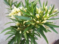Nerium Oleander pojedynczy żółty młoda ukorzeniona sadzonka