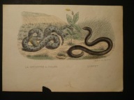 węże, oryg. 1832 + akwarela