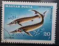 Ryby (kas) - luzak - do uzupełnień 13/5