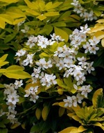 Czojsia trójlistkowa Sundance szczepiona na pniu (choisya ternata) C3 50cm