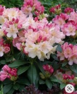 Rododendron 'Pohjola's Daughter' magia kolorów