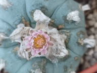 Kaktus Lophophora williamsii duża z ziemią i donicą L4 + gratisy +ogrzewacz