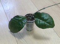 Hoya Hoja FUNGII ukorzeniona