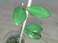Hoya Hoja NOONA ukorzeniona