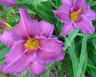 Liliowiec Wine Festival