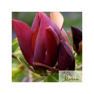 Magnolia 'Black Beauty'