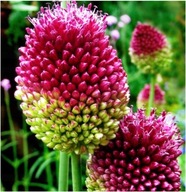 Czosnek główkowaty -sadzonka w pojemniku 15 cm ozdobny całkiem mrozoodporny