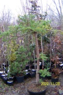 Jodła azjatycka pagodowa koreańska 18 letnia inna