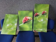 Tryptyk - biedronka z kroplami