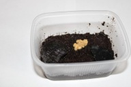 BIAŁE SKOCZOGONKI 2X250ML, DOBRA OKAZJA, NAJLEPSZA EKIPA SPRZĄTAJĄCA