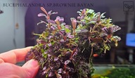 Bucephalandra sp. Brownie Bayan kolekcja od fibell
