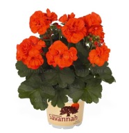 Pelargonia zonale Savannah Oh so Orange