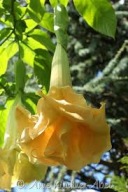 Brugmansia datura Sweet Heart